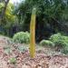 Organ Pipe Cactus